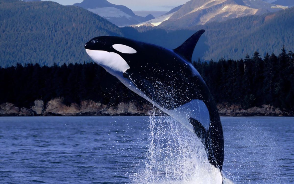 HD Killer Whale (orca) Wallpaper
