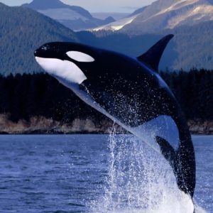 download HD Killer Whale (orca) Wallpaper