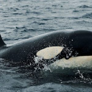 download 8 Orca Wallpapers | Orca Backgrounds
