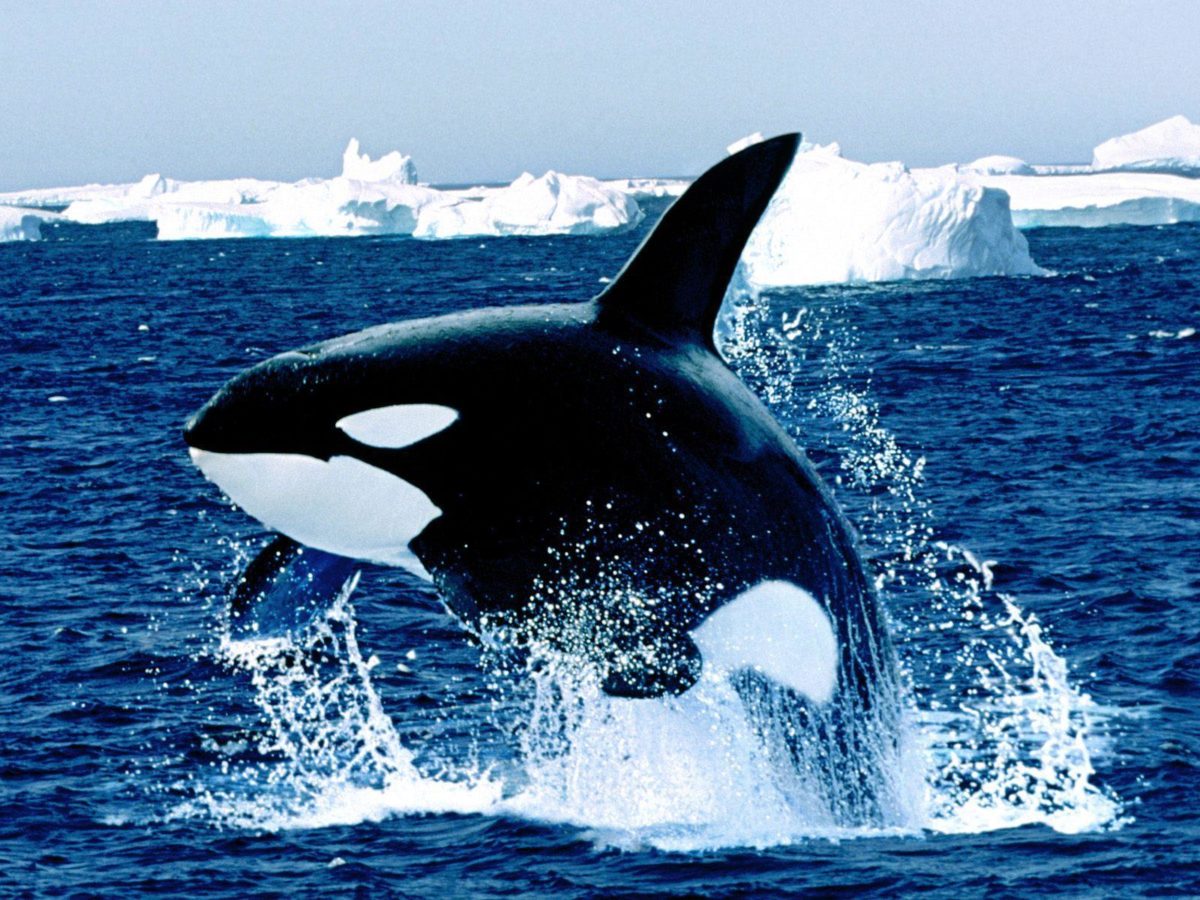 Emerging orca killer whale free desktop background – free …
