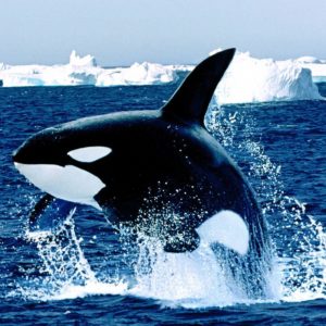 download Emerging orca killer whale free desktop background – free …