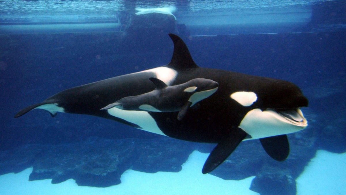 Orca Wallpaper Animal Backgrounds