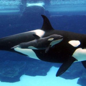 download Orca wallpaper – Animal Backgrounds