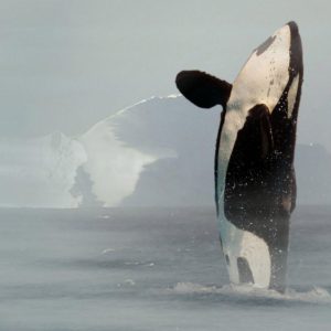 download Killer Whale Photos Orca Wallpapers| HD Wallpapers ,Backgrounds …