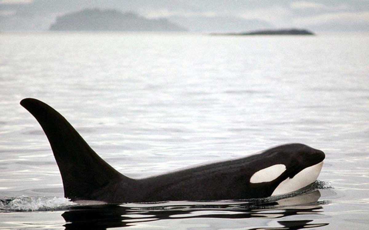 desktop orca wallpaper – Animal Backgrounds