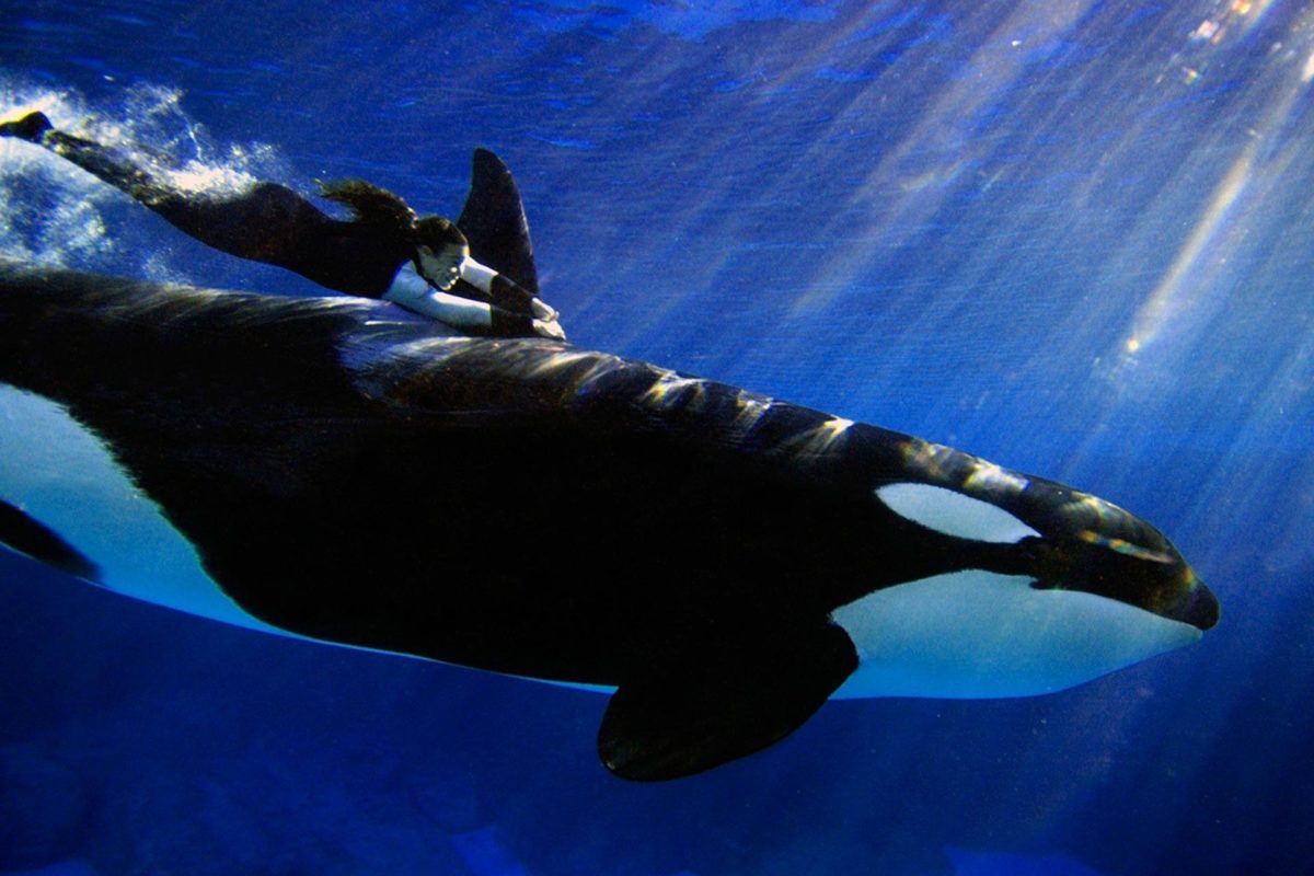 Animal Undewater Orca (id: 180413) | WallPho.com