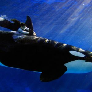 download Animal Undewater Orca (id: 180413) | WallPho.com