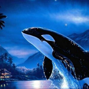 download Images For > Orca Wallpaper