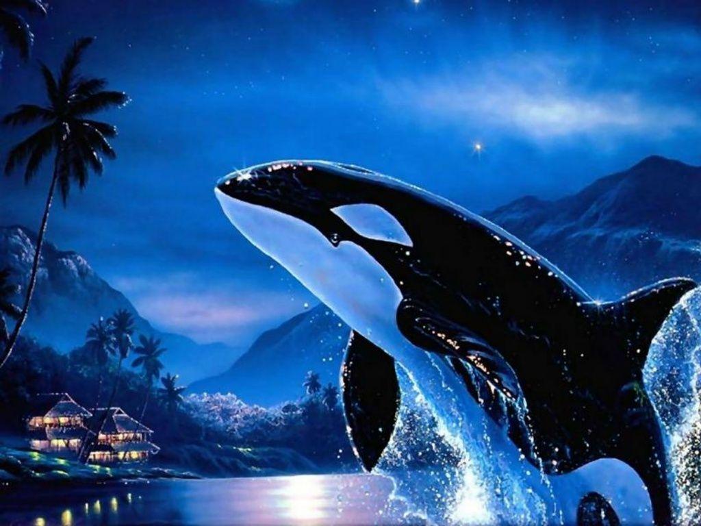 Images For > Orca Wallpaper