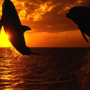 download Orca wallpaper – Animal Backgrounds