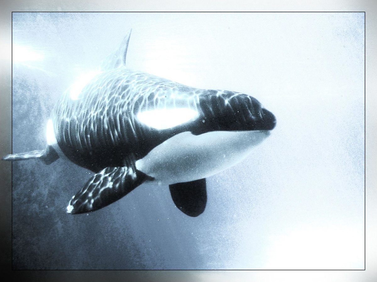 shamu' Whales Killer Animals Orca wallpaper #