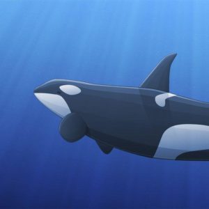 download Wallpaper Collections: orca