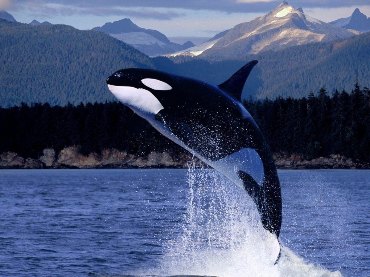 Orca HD wallpaper – Animal Backgrounds