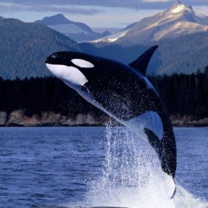 download Orca HD wallpaper – Animal Backgrounds
