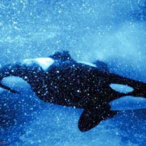 download orca wallpaper by annlo13 wallpaper – Animal Backgrounds
