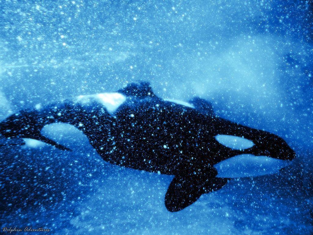 orca wallpaper by annlo13 wallpaper – Animal Backgrounds