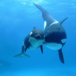 download Orca Wallpapers Hd
