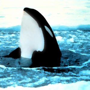 download orca popping out of ice painting wallpaper – Animal Backgrounds