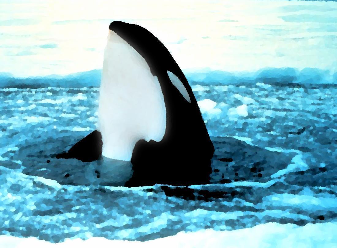 orca popping out of ice painting wallpaper – Animal Backgrounds