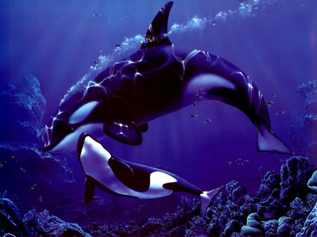 Images For > Orca Wallpaper