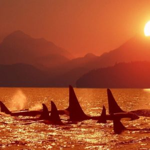 download Killer Whales Wallpaper Images & Pictures – Becuo