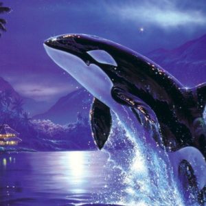 download Orca desktop wallpaper – Animal Backgrounds