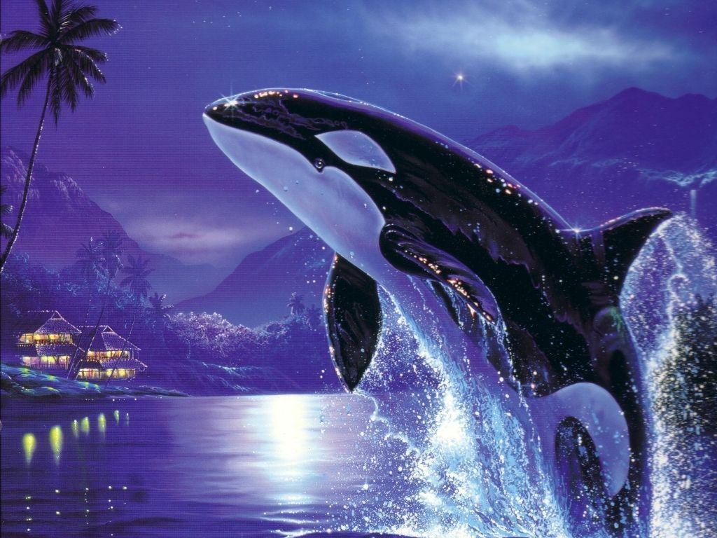 Orca desktop wallpaper – Animal Backgrounds