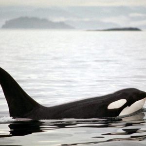 download Animals For > Wild Orca Wallpaper