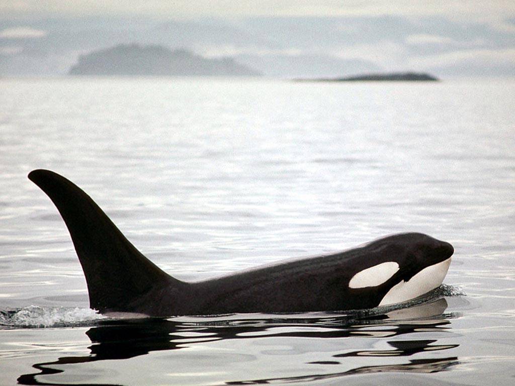 Animals For > Wild Orca Wallpaper