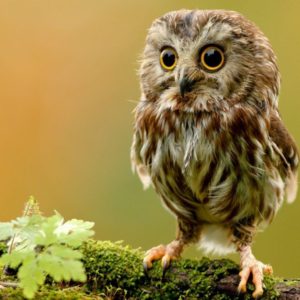 download A selection of 10 Images of Owl in HD quality