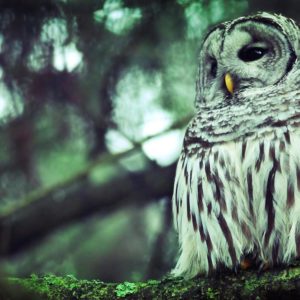 download Owl Wallpapers