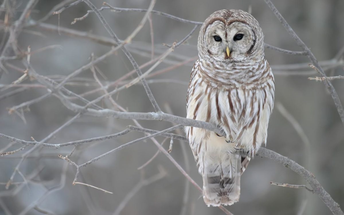 A selection of 10 Images of Owl in HD quality