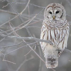 download A selection of 10 Images of Owl in HD quality