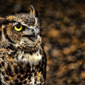 download 612 Owl Wallpapers | Owl Backgrounds Page 12