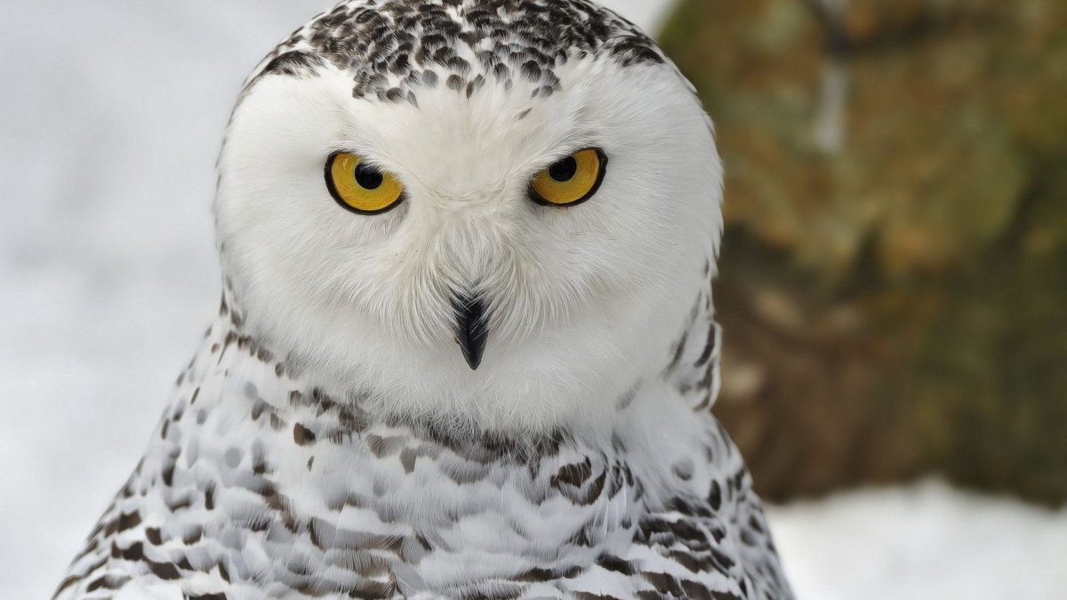 78 Snowy Owl Wallpapers | Snowy Owl Backgrounds