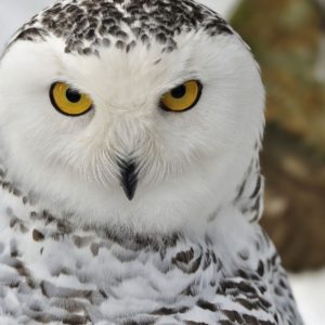 download 78 Snowy Owl Wallpapers | Snowy Owl Backgrounds