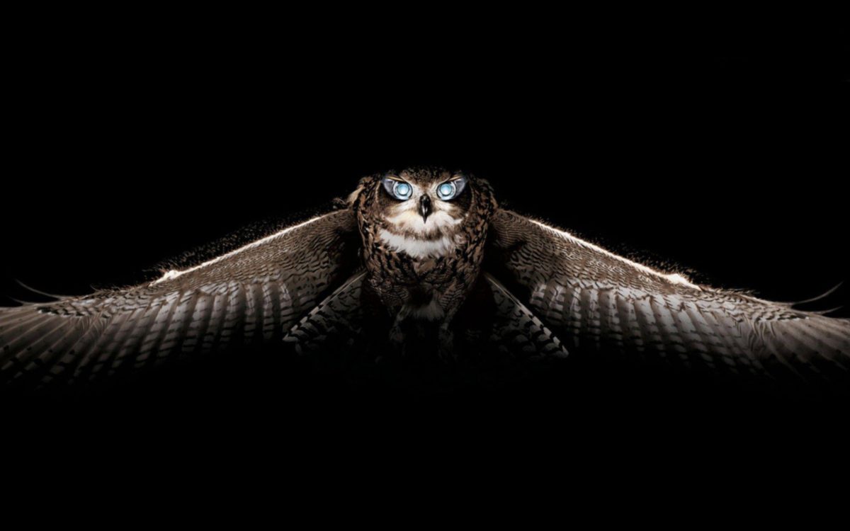 Owl Wallpaper HD – Animal Backgrounds