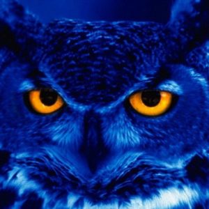 download Owl Wallpapers