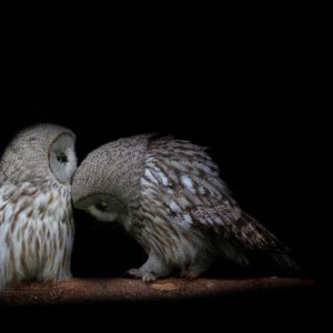 download 612 Owl Wallpapers | Owl Backgrounds Page 5