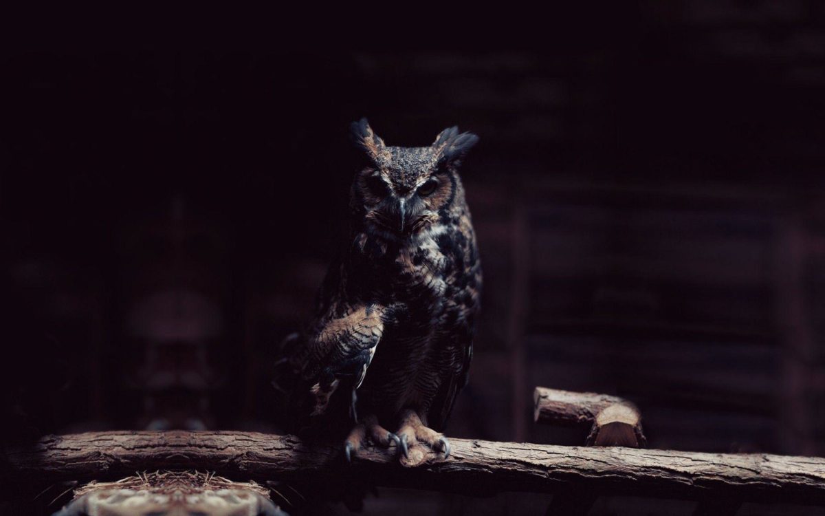 Owl Wallpapers – Full HD wallpaper search