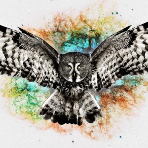download Owl wallpaper – Digital Art wallpapers – #