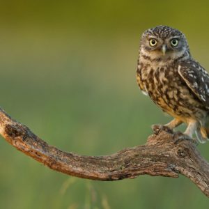 download 612 Owl Wallpapers | Owl Backgrounds