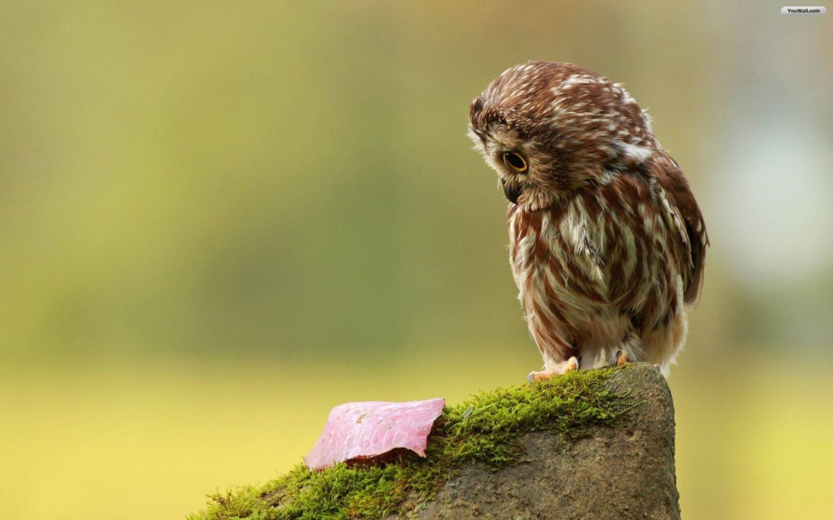 Wallpapers For > Cute Baby Owl Wallpaper