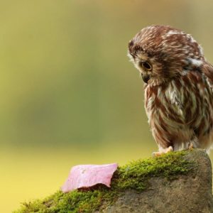 download Wallpapers For > Cute Baby Owl Wallpaper
