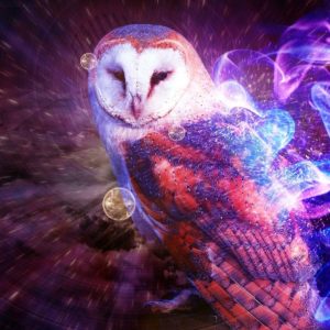 download Owl Wallpapers – Full HD wallpaper search