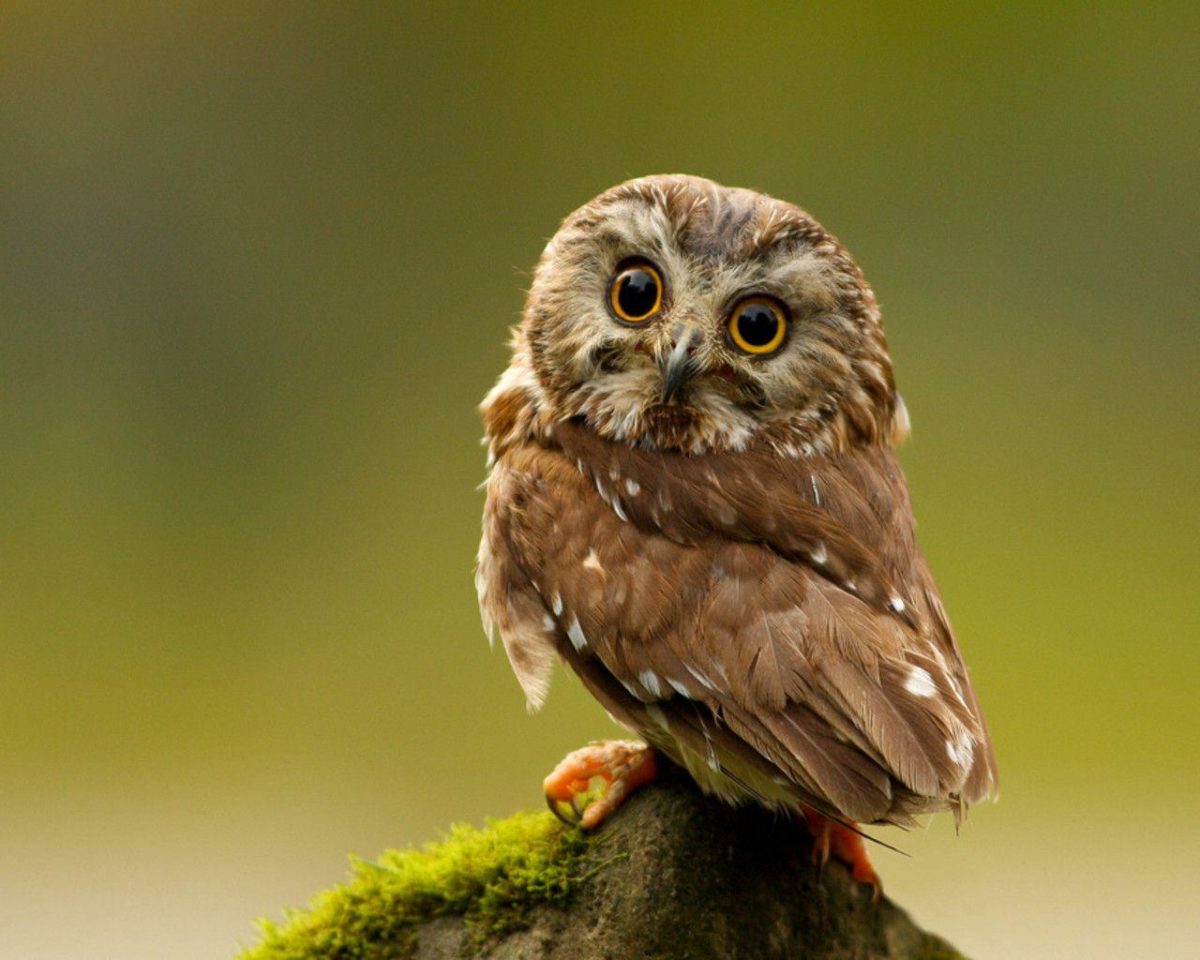 Keywords Owl Owls Bird Birds Hoot Animal Animals Wallpapers …