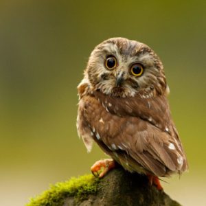 download Keywords Owl Owls Bird Birds Hoot Animal Animals Wallpapers …