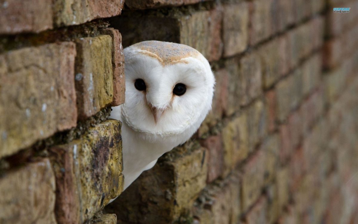 Interesting Owl Wallpaper Peeking Around Corner Building White …