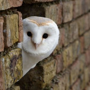download Interesting Owl Wallpaper Peeking Around Corner Building White …