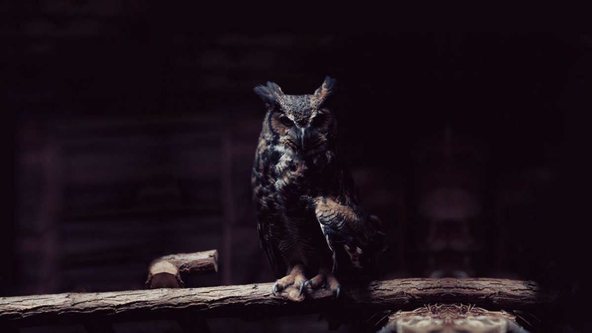 owl wallpaper | owl wallpaper – Part 2